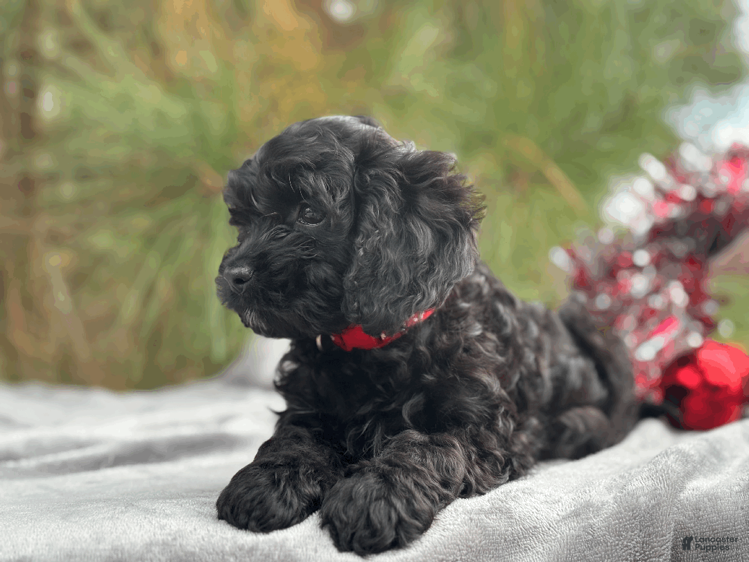 Cockapoo dogs for sale: Amber - Ad 4