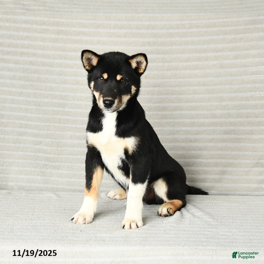 Shiba Inu dogs Victor - Ad 35