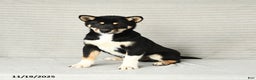 Shiba Inu dogs for sale: Victor - Ad 1