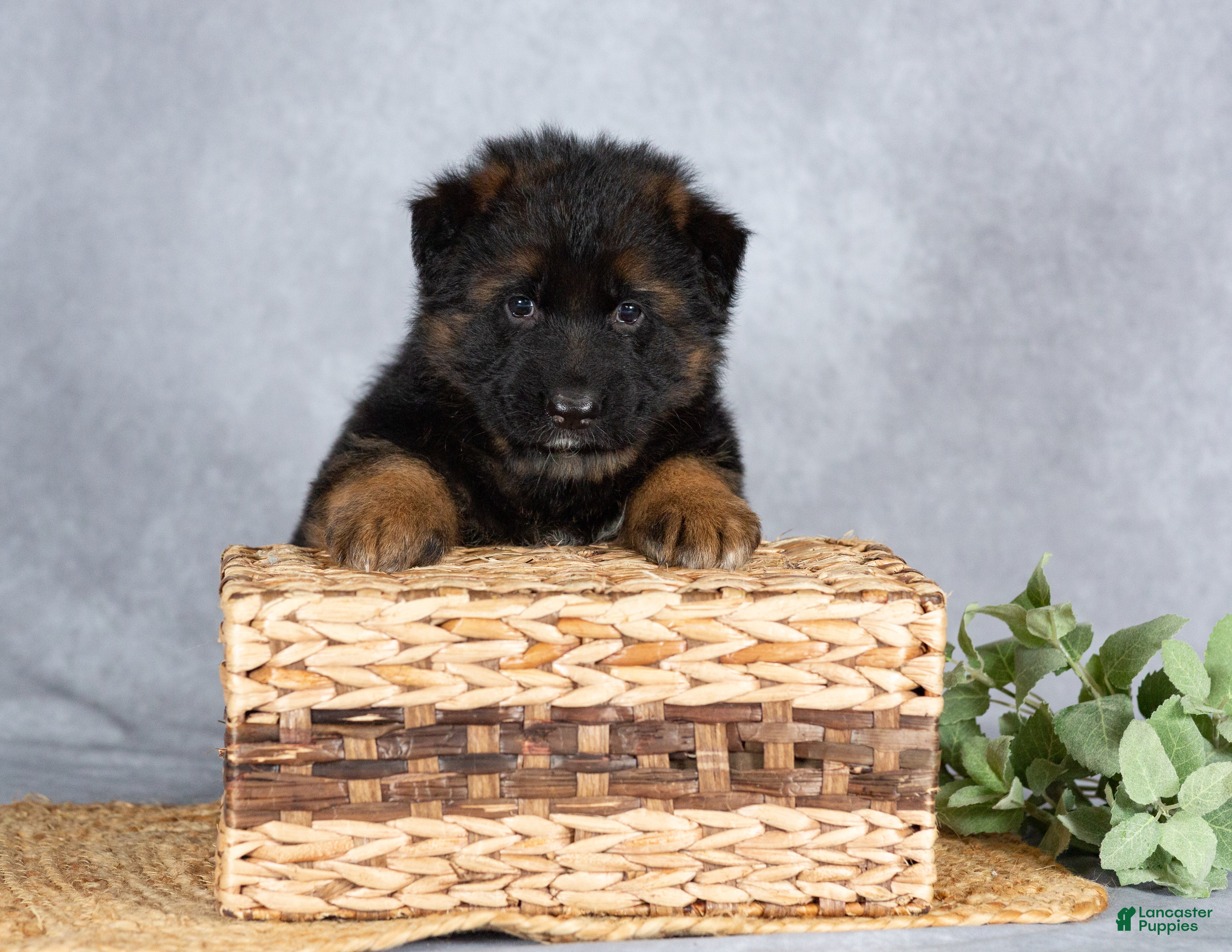 German Shepherd dogs Ben - Ad 2