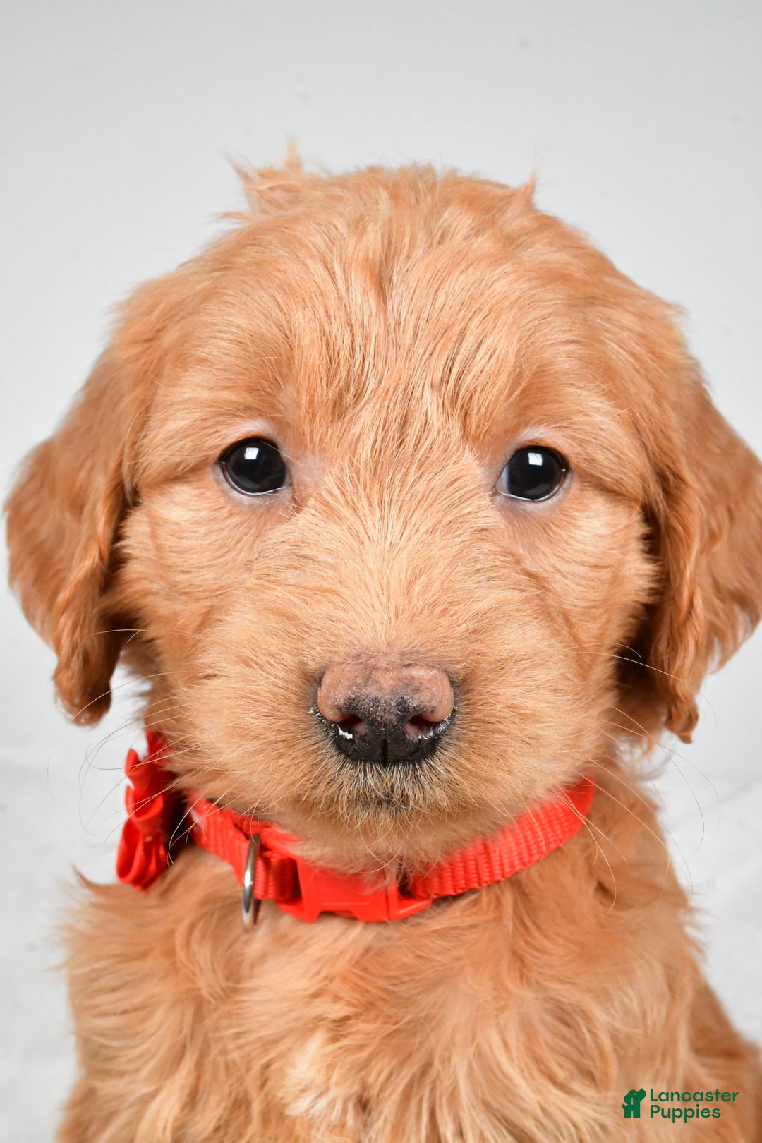 Mini Goldendoodle dogs for sale: Beverly - Ad 9