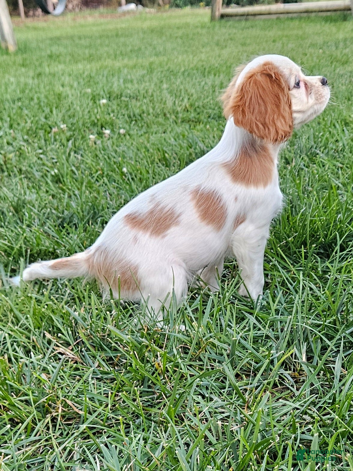 Cavalier King Charles Spaniel dogs MilkyWay - Ad 2