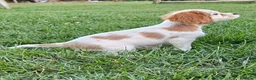 Cavalier King Charles Spaniel dogs for sale: MilkyWay - Ad 5