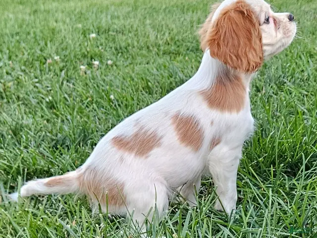 Cavalier King Charles Spaniel dogs for sale: MilkyWay - Ad 2