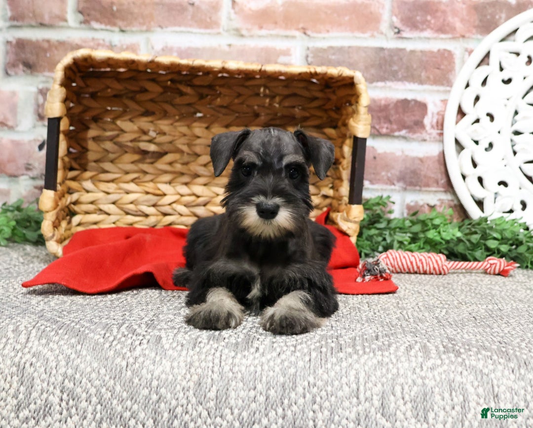 Miniature Schnauzer dogs for sale: Rita - Ad 10