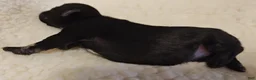 Miniature Schnauzer dogs for sale: Girl 3 - Ad 2
