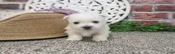 West Highland Terrier dogs for sale: Oana  - Ad 4