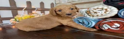 Labradoodle dogs for sale: Marcia (Girl) - Ad 3