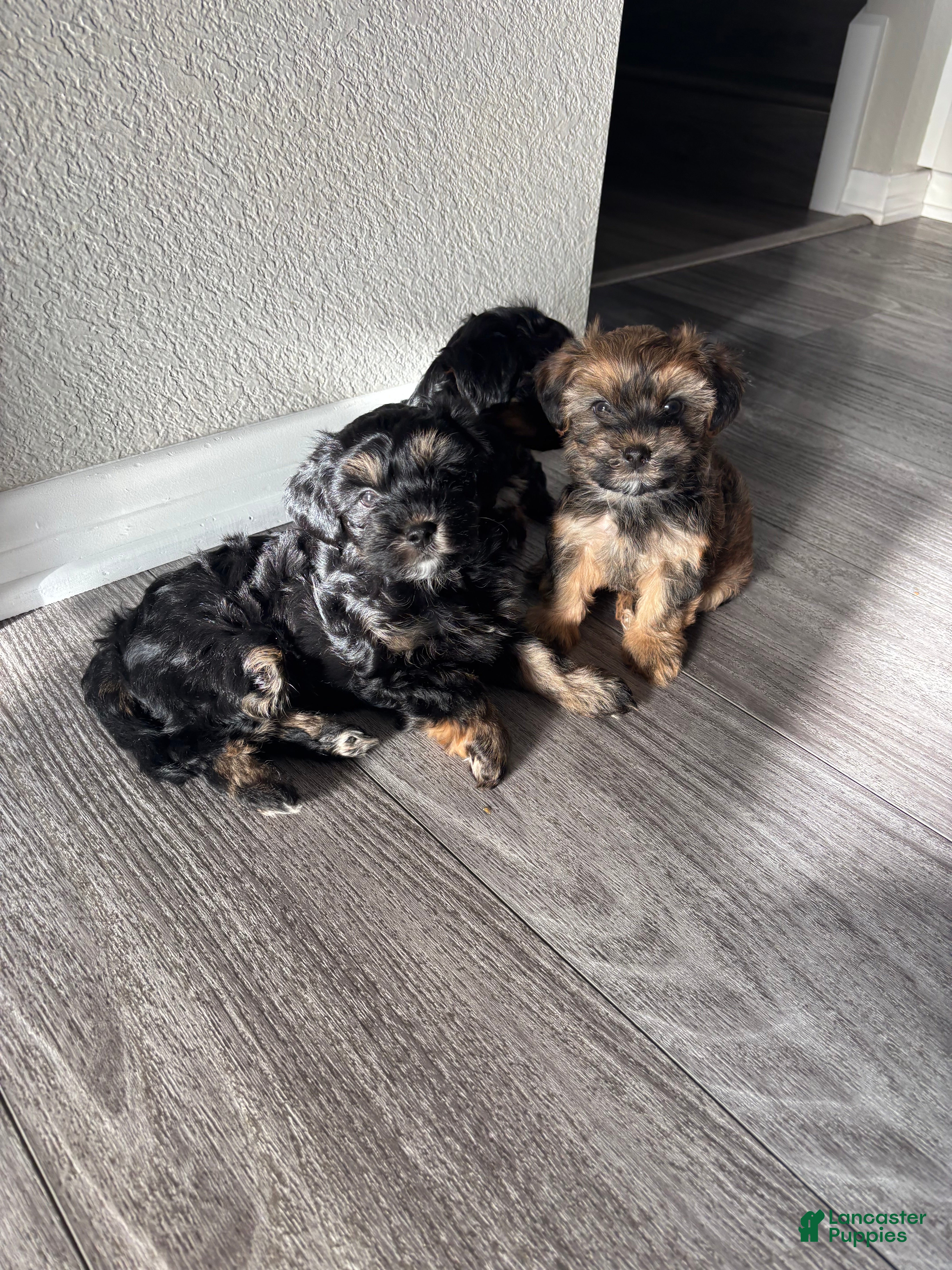 Morkie dogs Morkie 1 - Ad 31