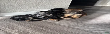 Morkie 1