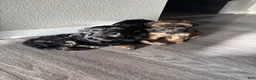 Morkie dogs for sale: Morkie 1 - Ad 1