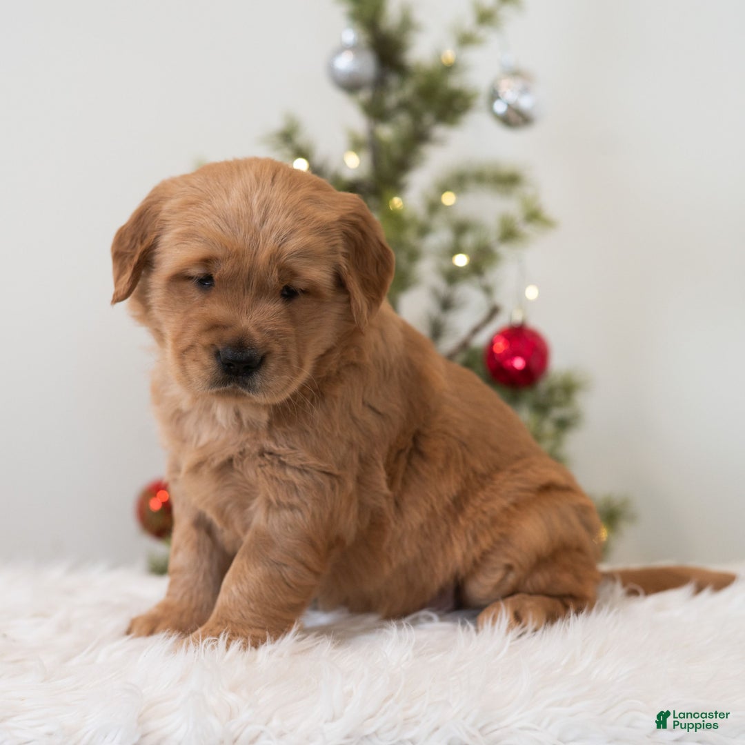 Golden Retriever dogs for sale: Holly  - Ad 2