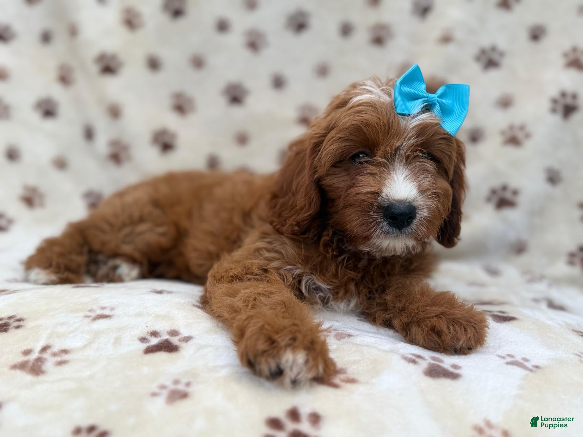 Cavapoo dogs for sale: Bailey - Ad 2