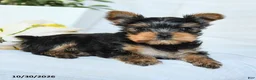 Yorkshire Terrier dogs for sale: Pixie - Ad 3