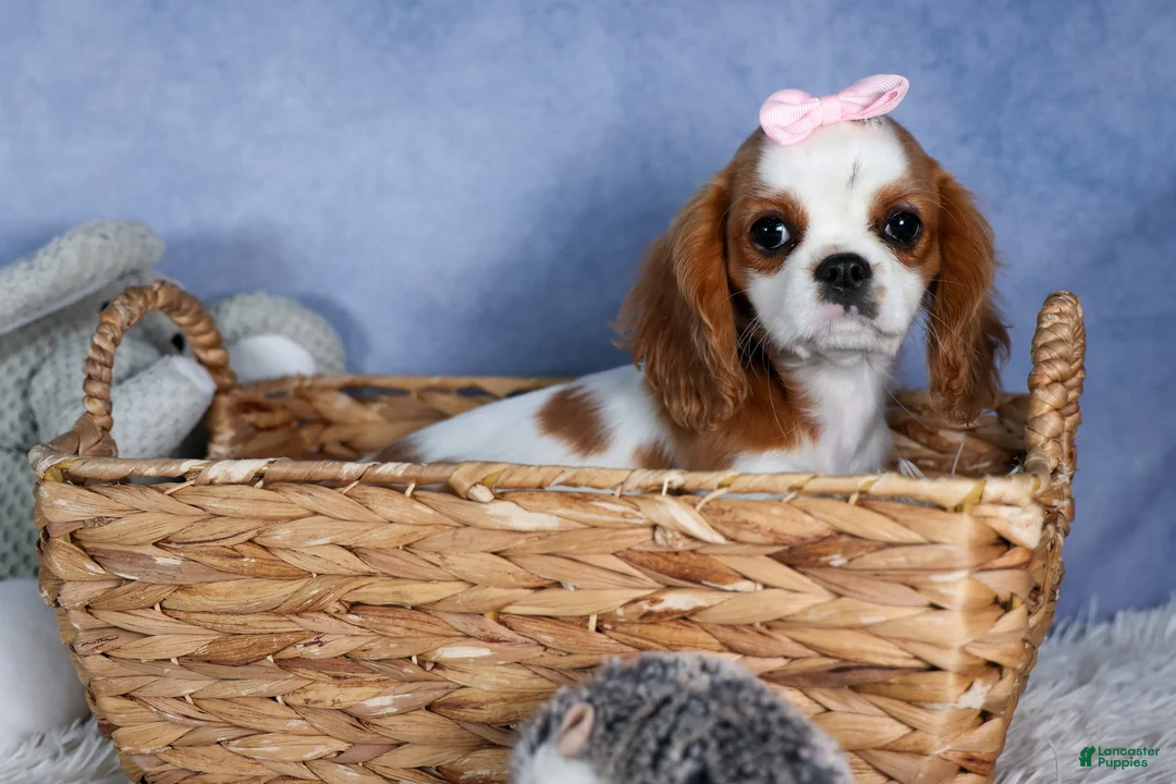 Cavalier King Charles Spaniel dogs for sale: Patsy - Ad 2