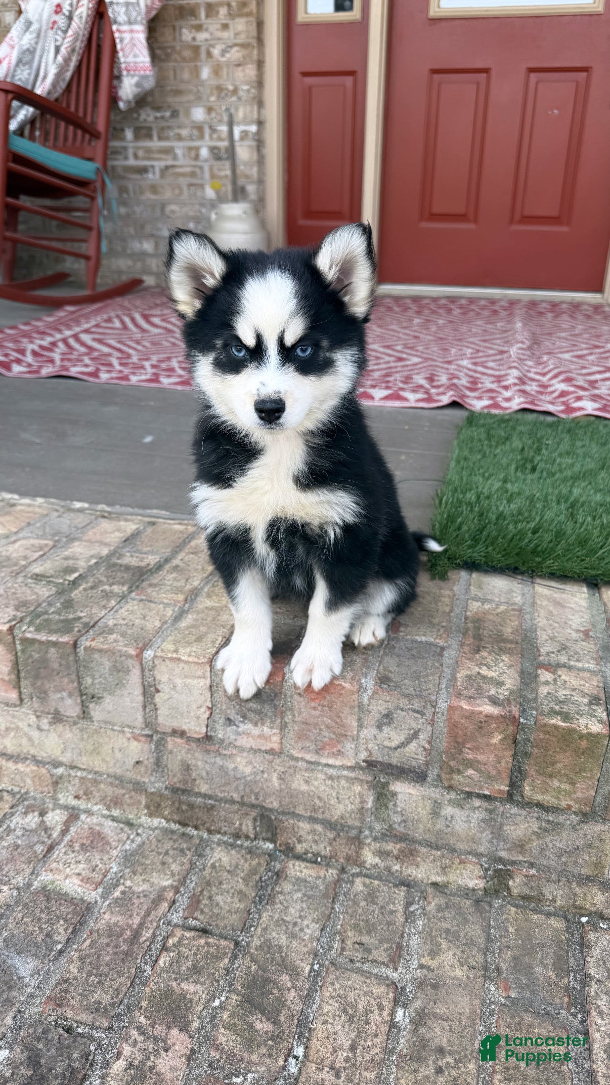 Pomsky dogs Palmer - Ad 3