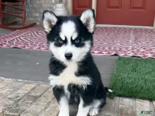 Pomsky dogs Palmer - Ad 3