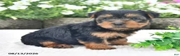 Yorkshire Terrier dogs for sale: Asher - Ad 3