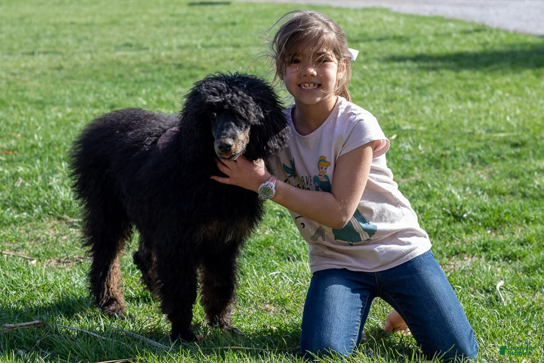 Bernedoodle dogs for sale: Aurora - Ad 18