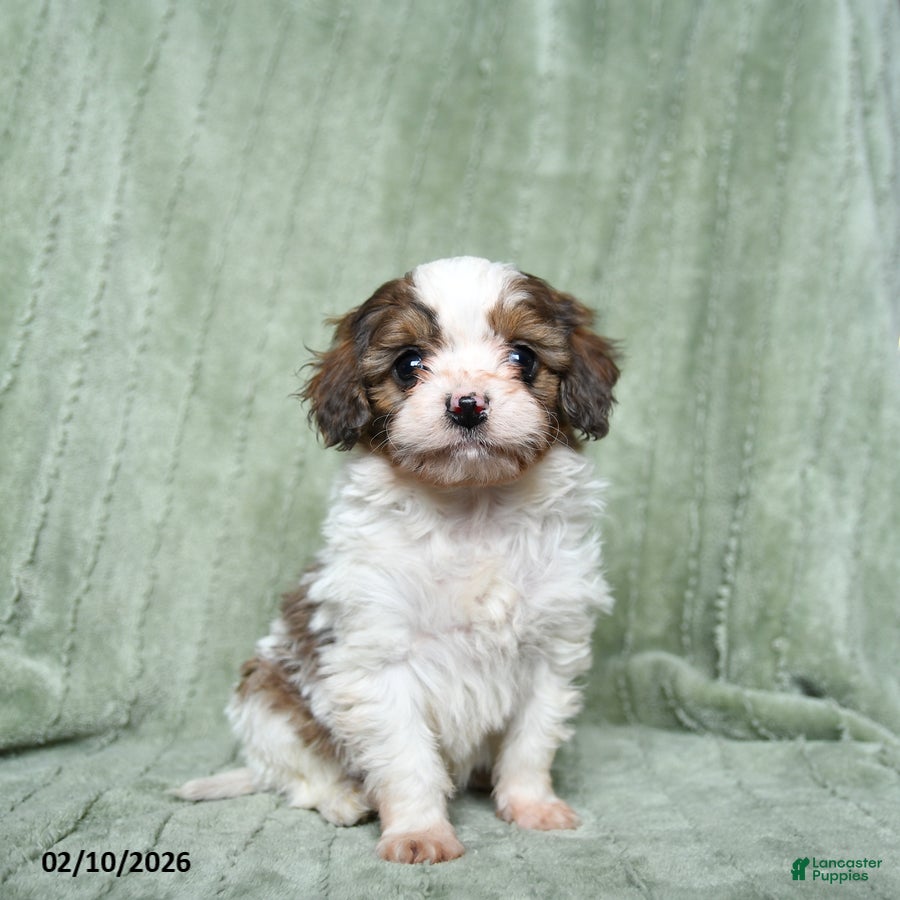 Cavapoo dogs Baldo - Ad 26