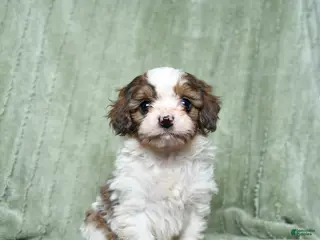 Cavapoo dogs Baldo - Ad 26