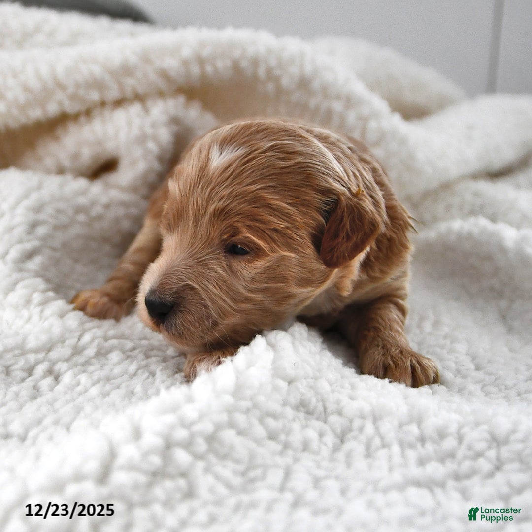 Mini Goldendoodle dogs for sale: Oliver - Ad 7