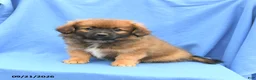 Mixed Breed dogs for sale: Gloria - Ad 3
