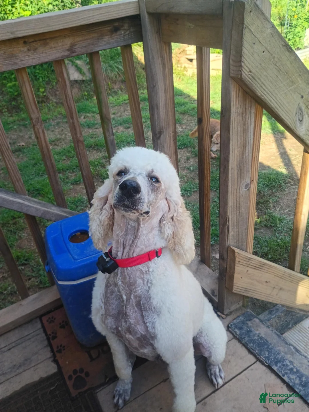 Standard Poodle dogs for sale: Standard Poodle 3 - Ad 2