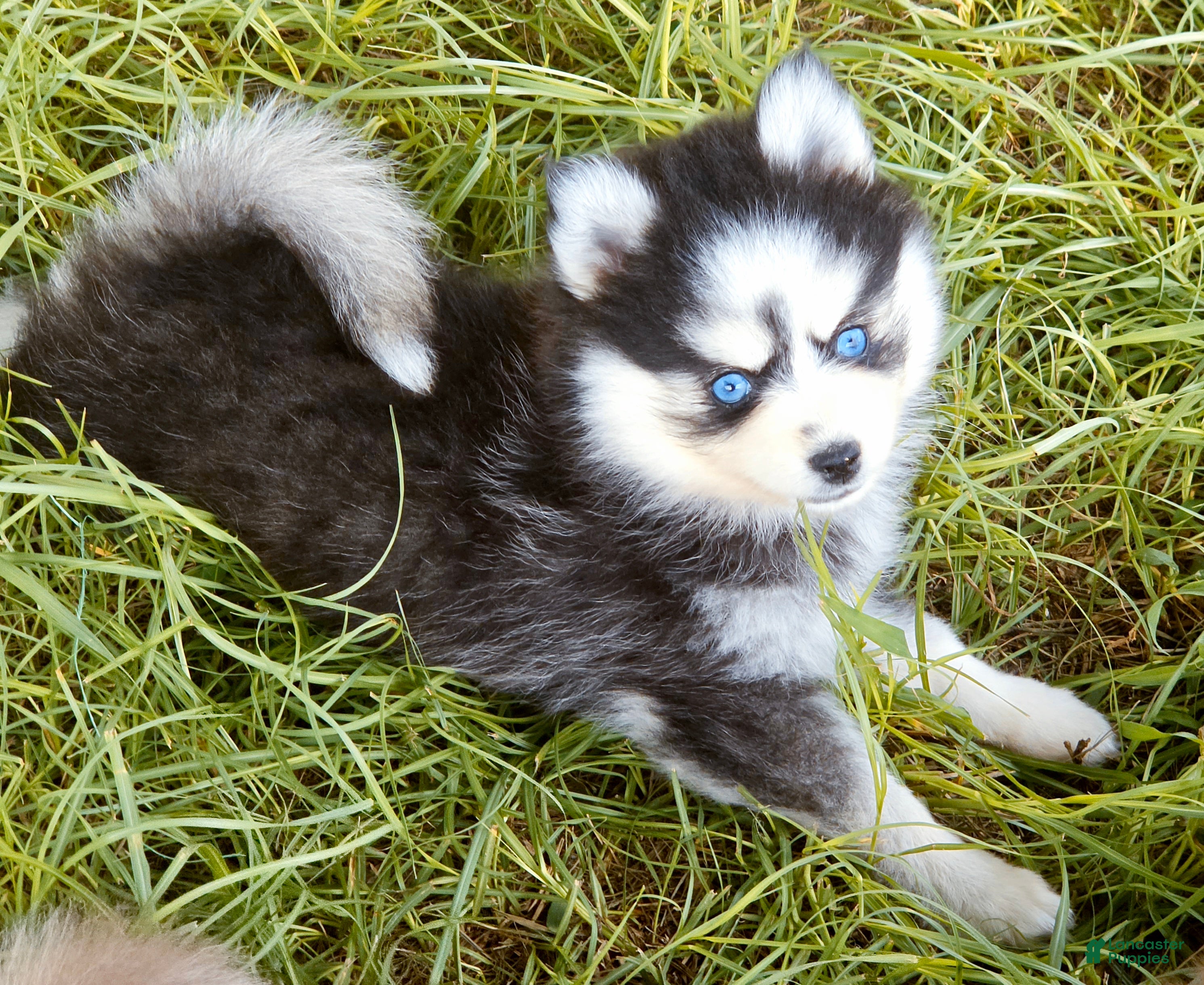 Pomsky dogs Raya - Ad 8