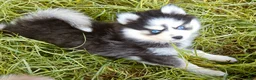 Pomsky dogs for sale: Raya - Ad 1