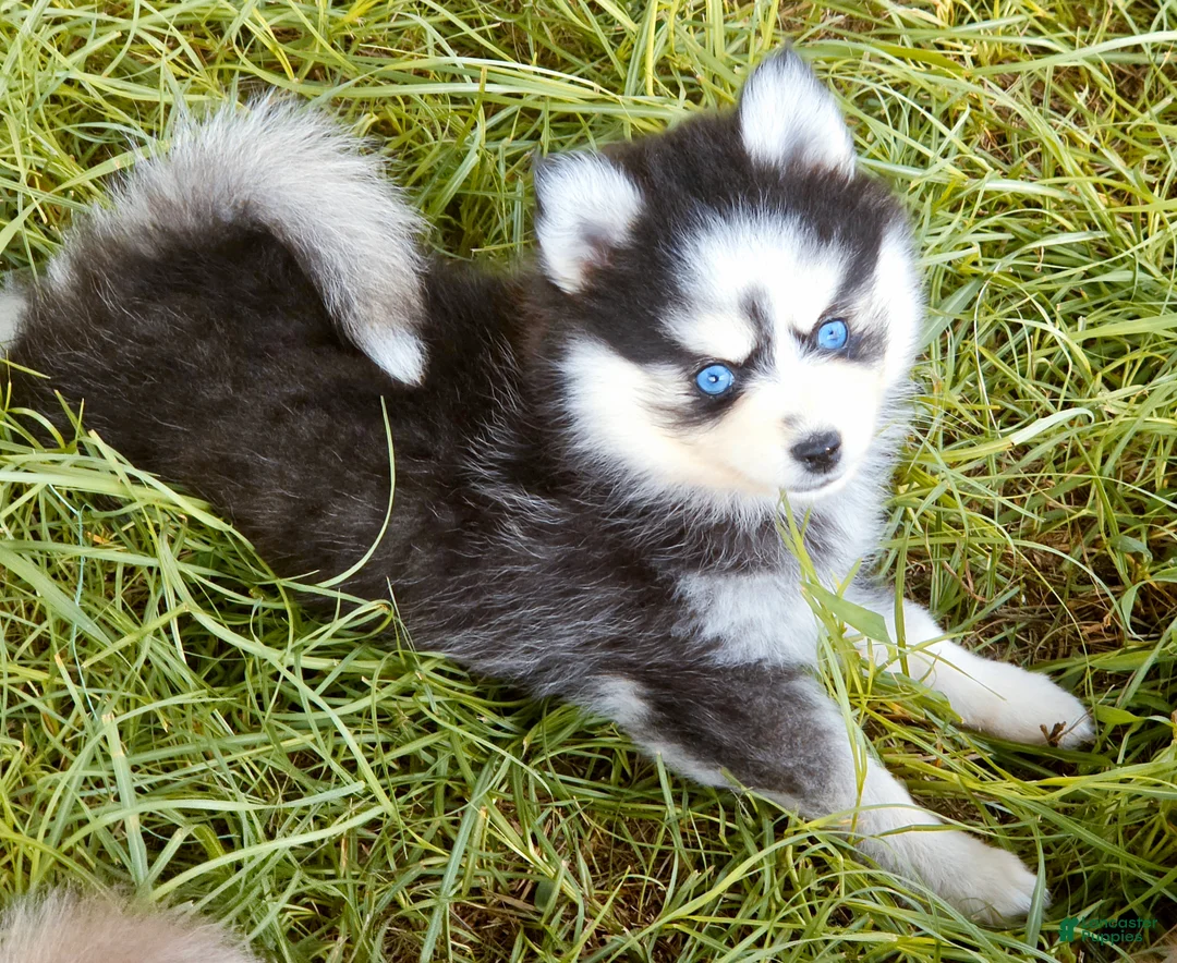 Pomsky dogs for sale: Raya - Ad 1
