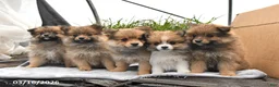 Pomeranian dogs for sale: Daphne - Ad 5