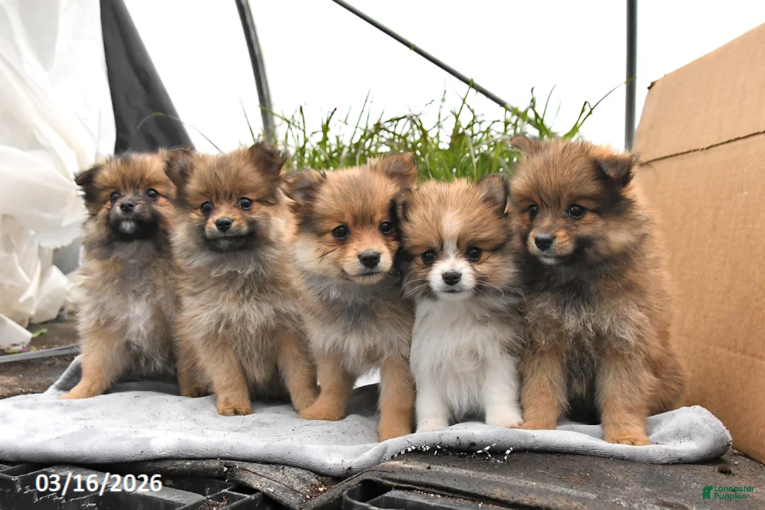 Pomeranian dogs for sale: Daphne - Ad 5