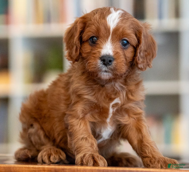 Cavapoo dogs Marcus - Ad 24