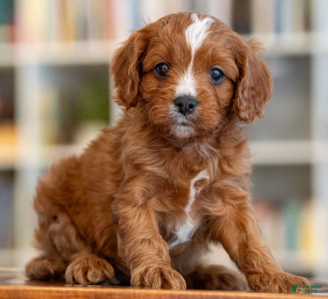 Cavapoo dogs for sale: Marcus - Ad 1