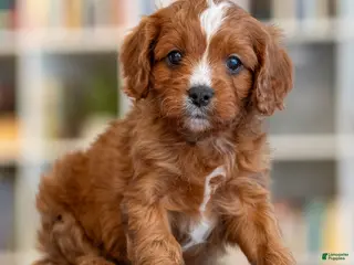 Cavapoo dogs Marcus - Ad 24
