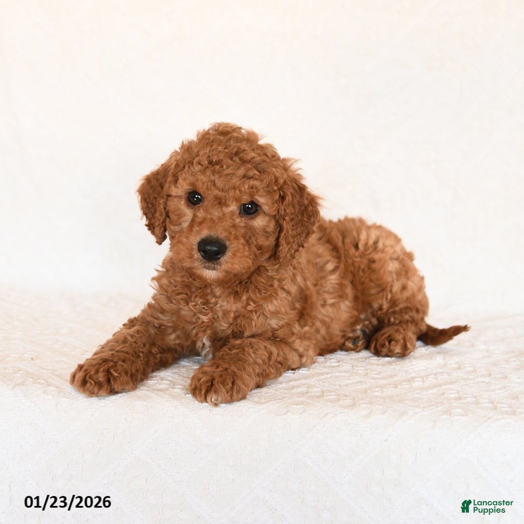 Cavapoo dogs for sale: Sparkey   - Ad 4