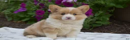 Welsh Corgi Pembroke dogs for sale: Remi - Ad 7