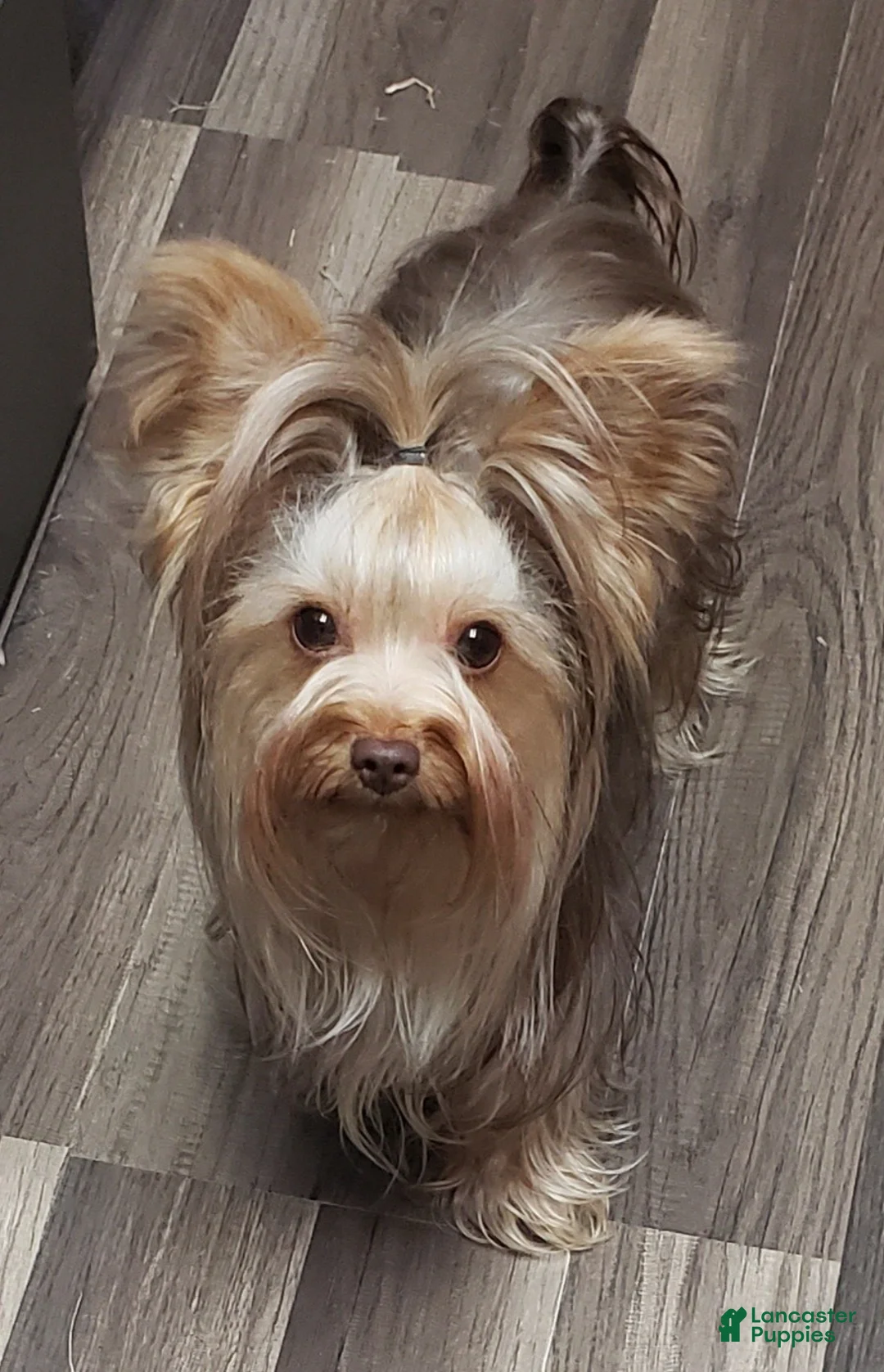 Yorkshire Terrier dogs for sale: Bigger Male Puppy - Ad 3