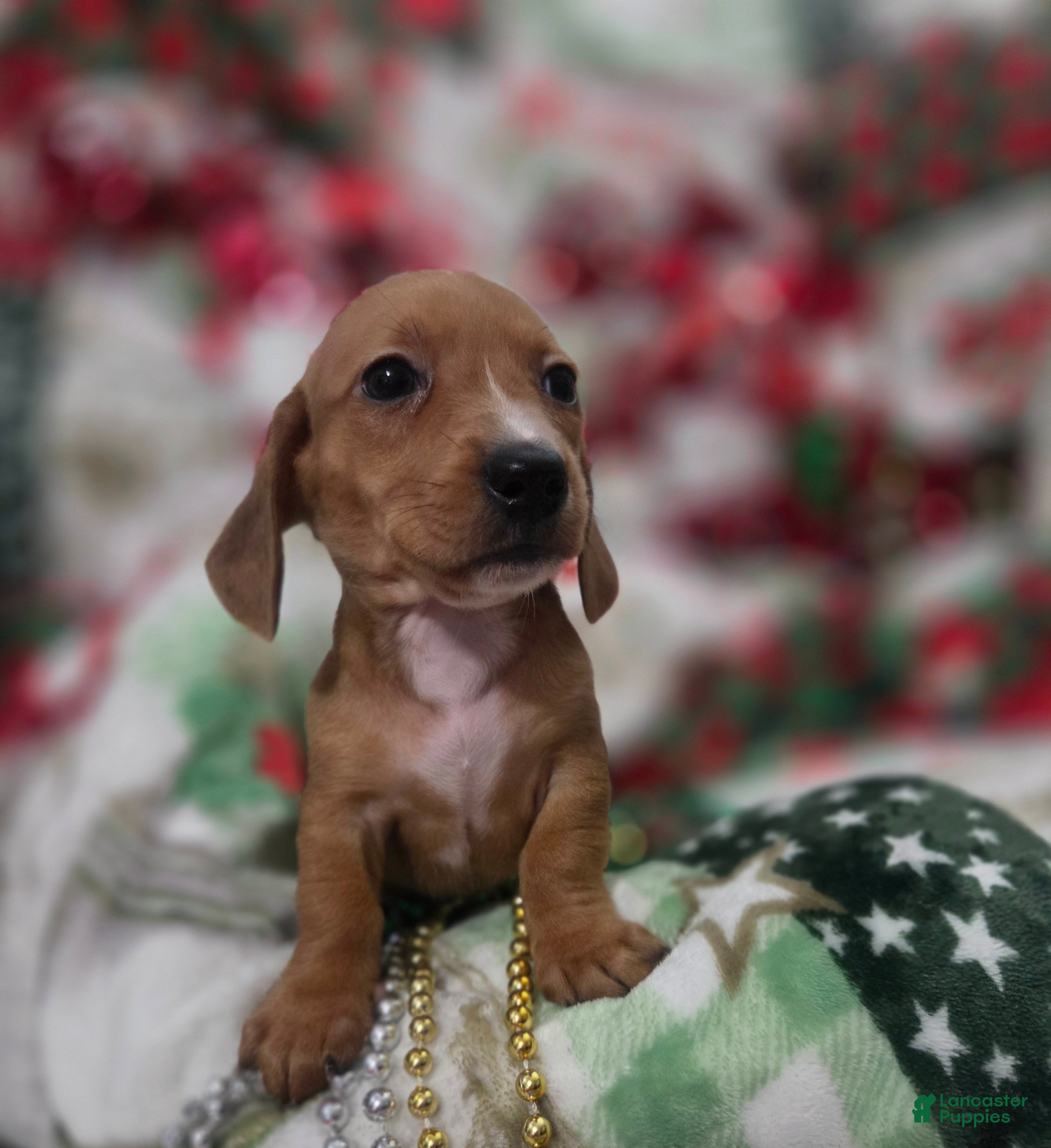 Miniature Dachshund dogs for sale: Miniature Dachshund 5 - Ad 1