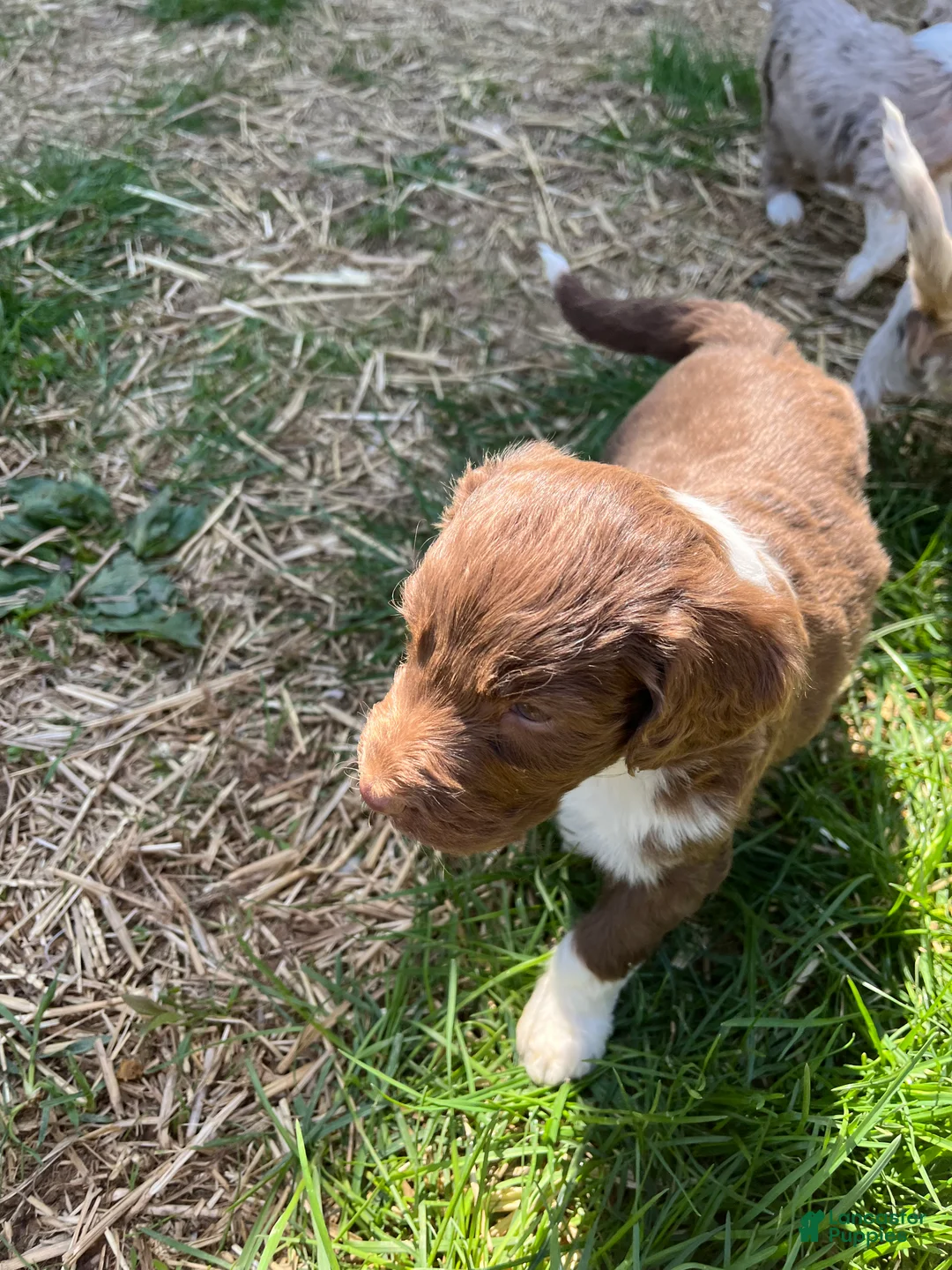 Aussiedoodle dogs for sale: Spur - Ad 1