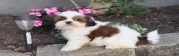 Shih Tzu dogs for sale: Becky - Ad 6