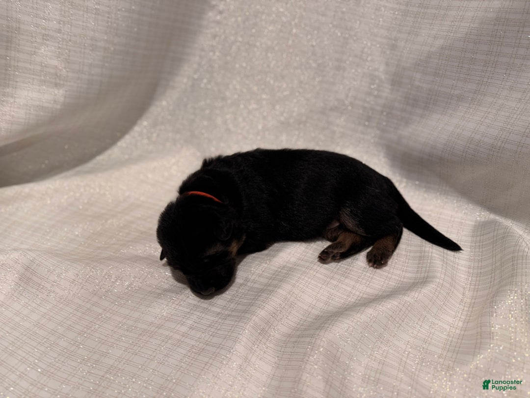 German Shepherd dogs for sale: German Shepherd Puppy 1 - Ad 7