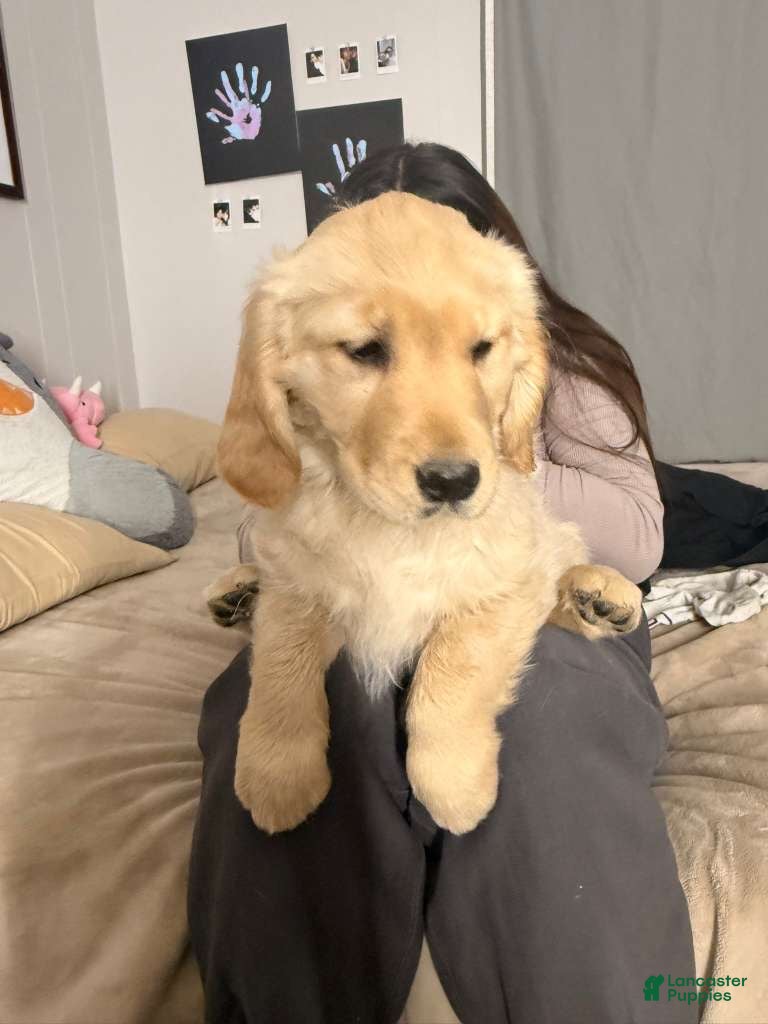 Golden Retriever dogs Golden Retriever Puppy 5 - Ad 6