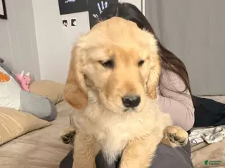 Golden Retriever dogs Golden Retriever Puppy 5 - Ad 6