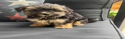 Morkie dogs for sale: Cam - Ad 7