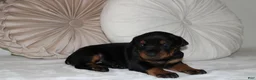 Doberman Pinscher dogs for sale: Willow - Ad 3