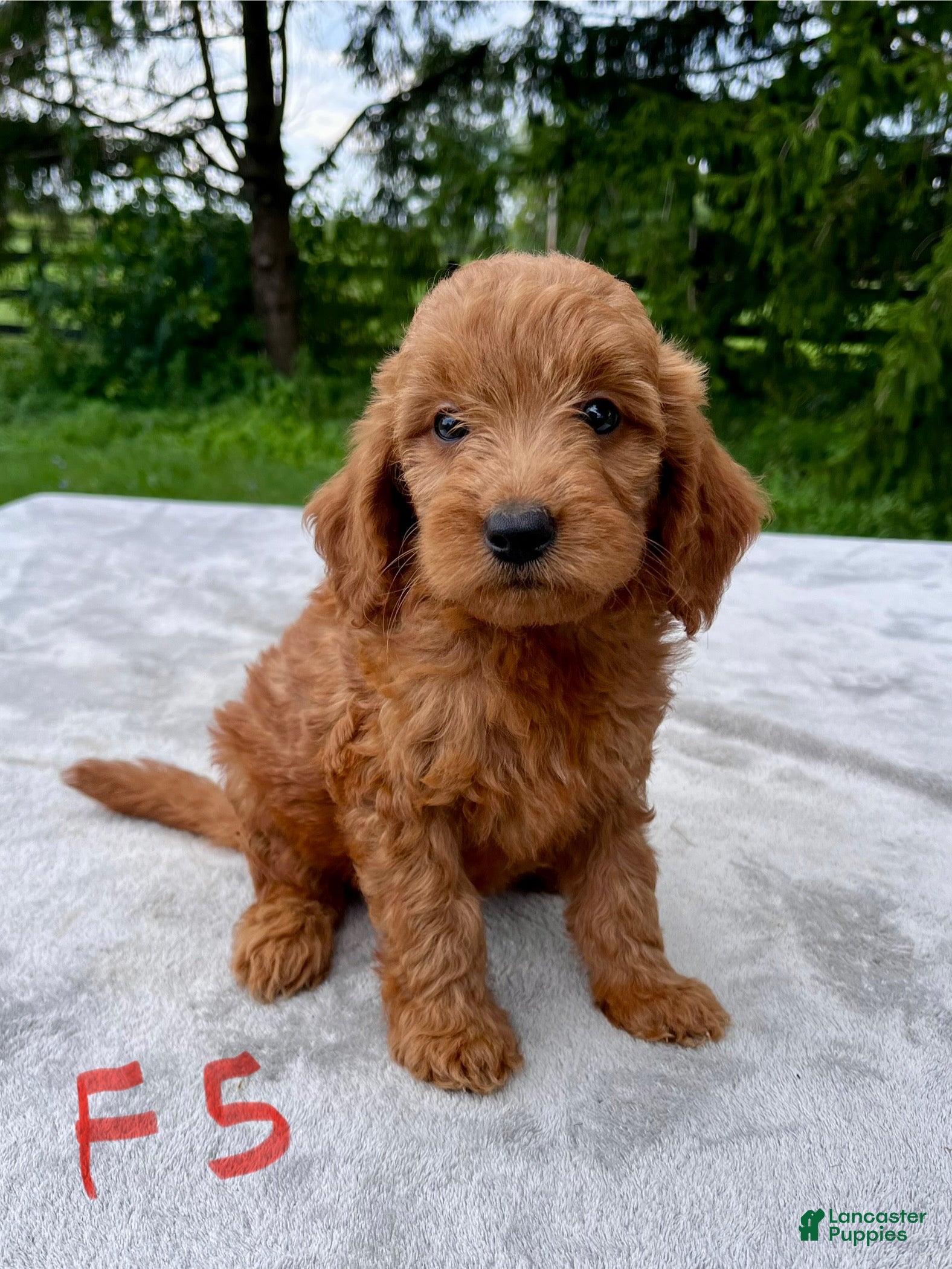 Goldendoodle dogs Harlow medium sized - Ad 1