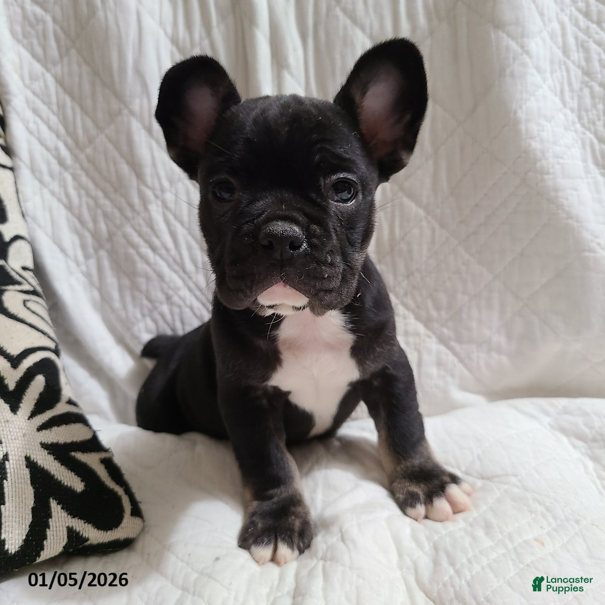 French Bulldog dogs Flint - Ad 9