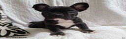 French Bulldog dogs for sale: Flint - Ad 1
